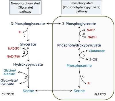 The Glycerate and Phosphorylated Pathways of Serine Synthesis in Plants: The Branches of Plant Glycolysis Linking Carbon and Nitrogen Metabolism